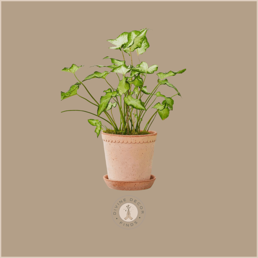 Organic Modern Planters
