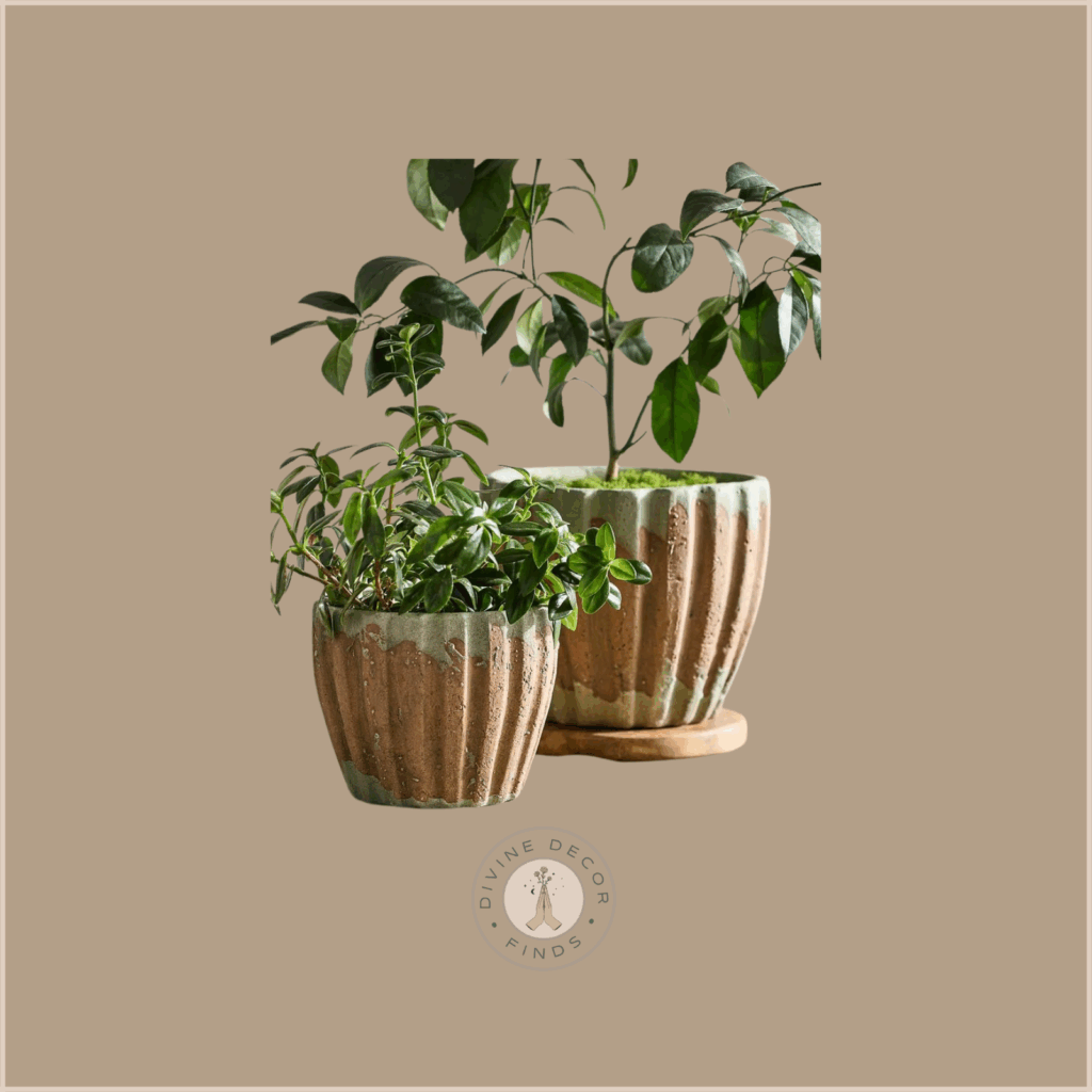 Organic Modern Planters